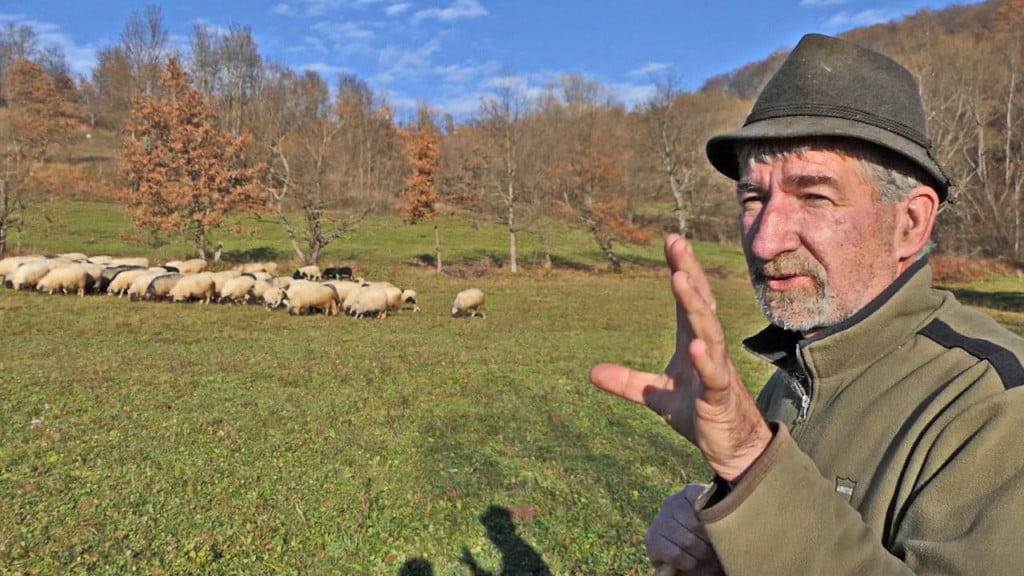 “Uzgajaš i hraniš svoje ovce, a kilo janjetine 40 maraka”