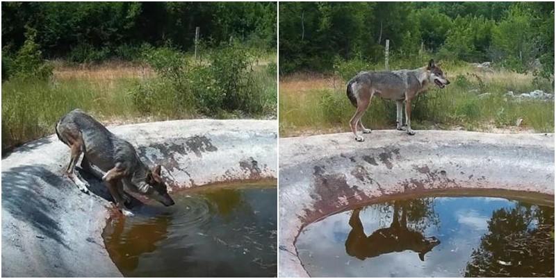 “Hibridne” zvijeri haraju Dalmacijom, opasnije su od vukova, ima ih i u BiH