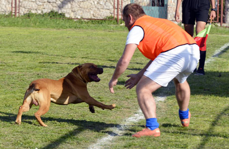 Pitbull na fudbalskom terenu izujedao mladića od 16. godina