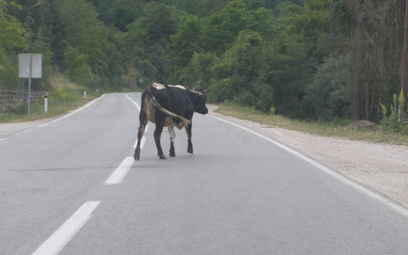 Golfom udario kravu. Ima povrijeđenih