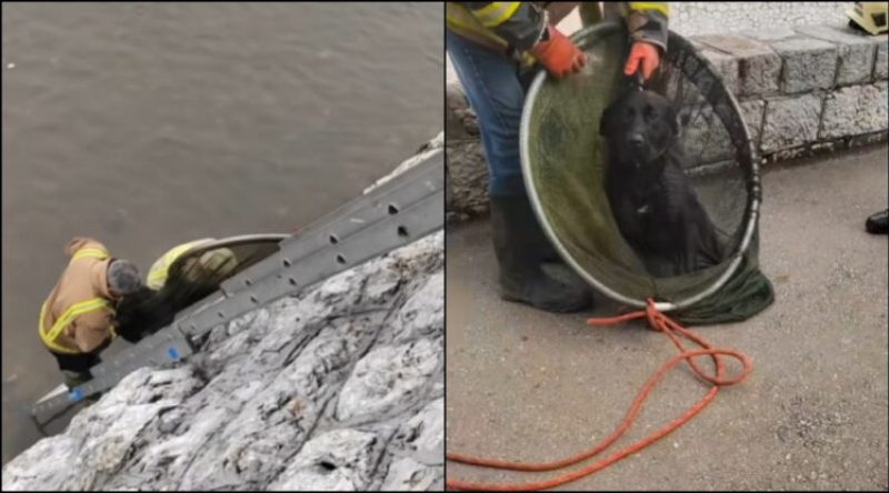 (VIDEO) Vatrogasci izvukli preplašenog psa iz Miljacke