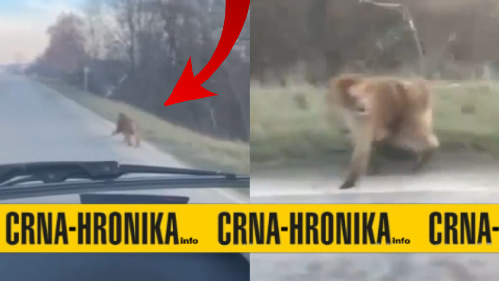 Ovo nismo do sada vidjeli: Pored magistralnog puta u BiH snimljen majmun (VIDEO)