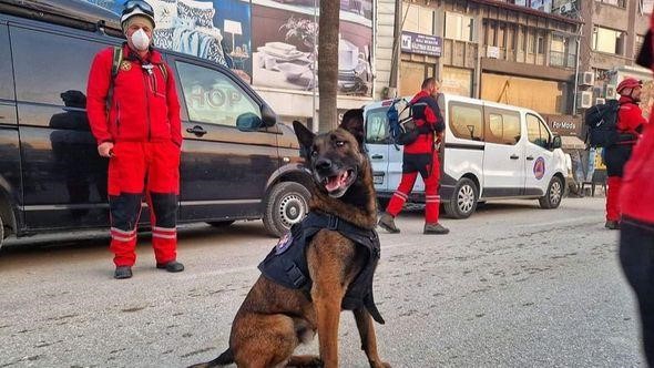 Psi iz BiH spašavaju živote, jedni su od najboljih u Evropi