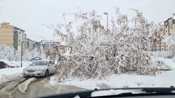 Haos u Sarajevu, snijeg oborio drvo: Automobili se jedva provlače