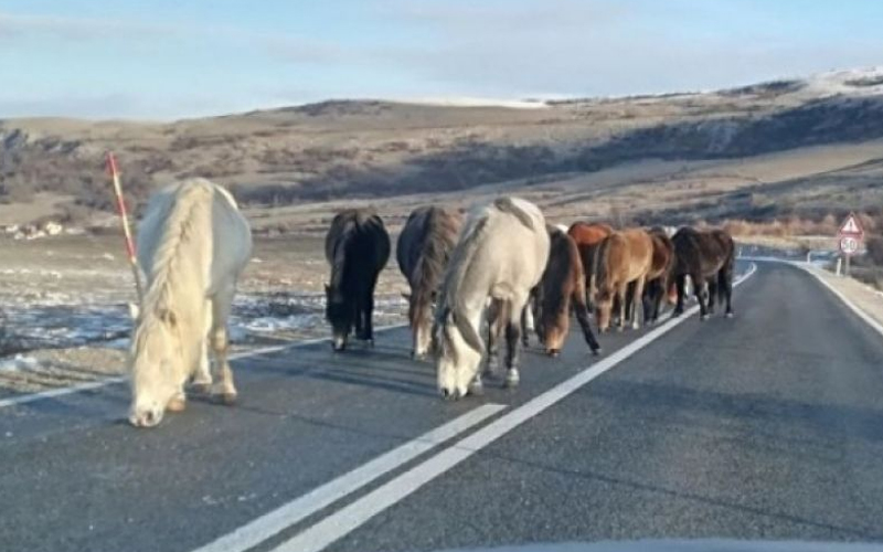 Mercedesom i Touranom udarili u divlje konje kod Livna