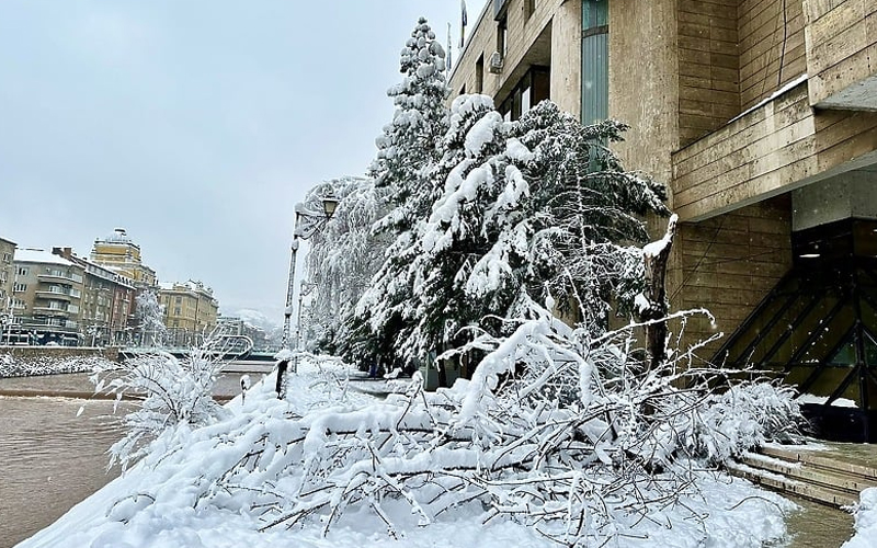 Na Obali Maka Dizdara srušeno ogromno stablo