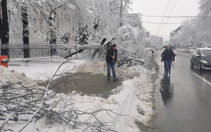 Kod Šumarskog fakulteta u Sarajevu se srušilo stablo