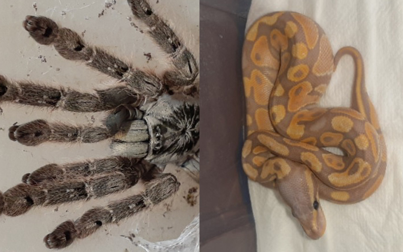 Na OLX-u se prodaju piton za 350 KM, tarantula za 50 KM, a iguana za 350 KM