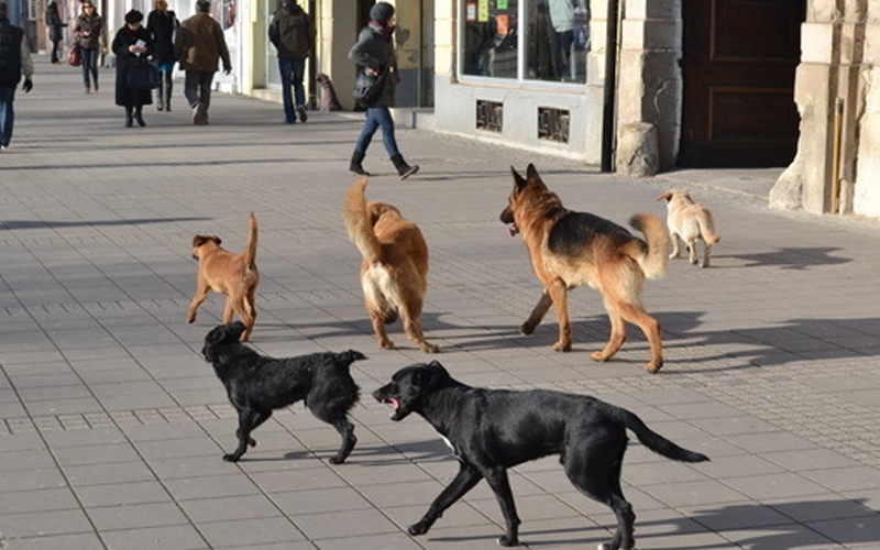 Sve više pasa lutalica na sarajevskim ulicama: Koga zvati?