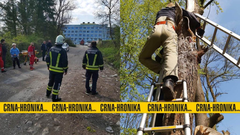 (FOTO) Mušarac zaglavio na stablu, spašavali ga vatrogaci