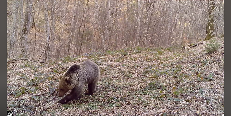 (VIDEO) Mrki medvjed se probudio iz zimskog sna. Snimile ga kamere