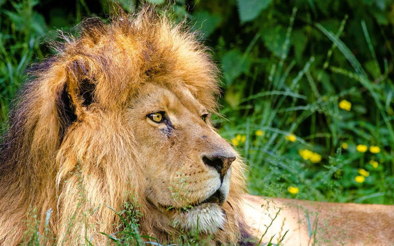 U BiH uvezeni bengalski i sibirski tigar, kenguri, afrički lavovi, lemuri, kamile…