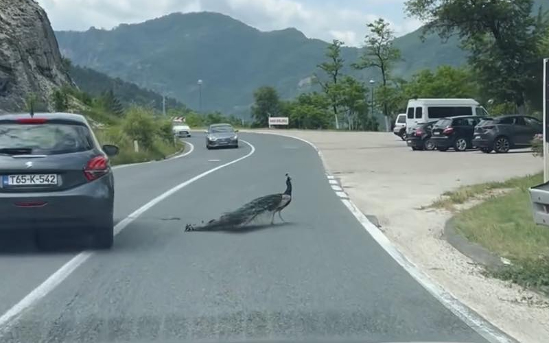 (VIDEO) Vozači, oprez: Paun hoda po magistralnom putu M-17 prema Mostaru