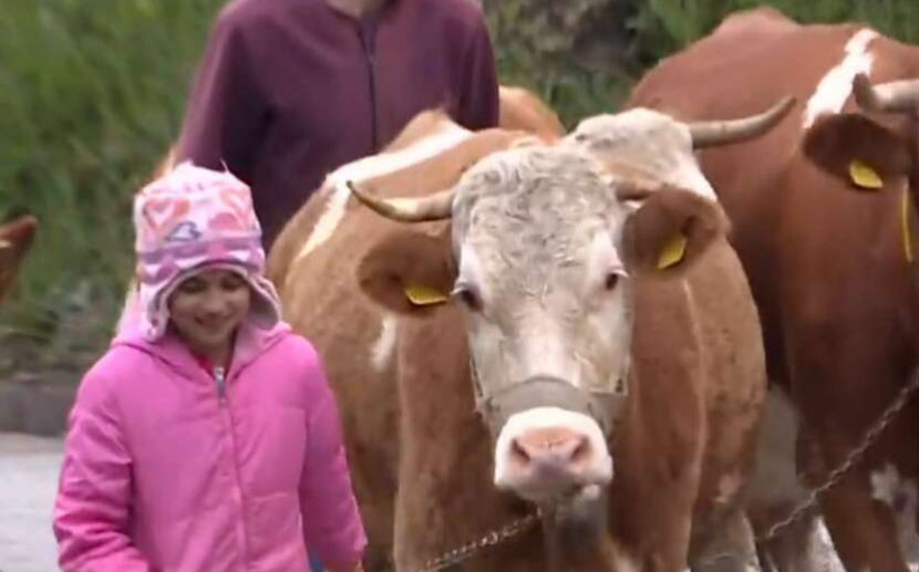 Svaki dan putuje 8 kilometara do škole: Vodi računa o četiri krave