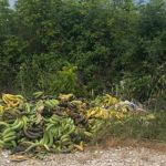 Neko u Širokom Brijegu pobacao hrpu banana. Jesu li upravo to kokainske banane?