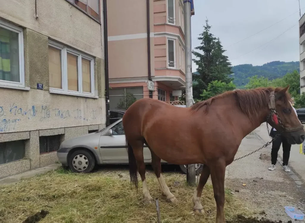 (FOTO) Konj prošetao Banjalukom