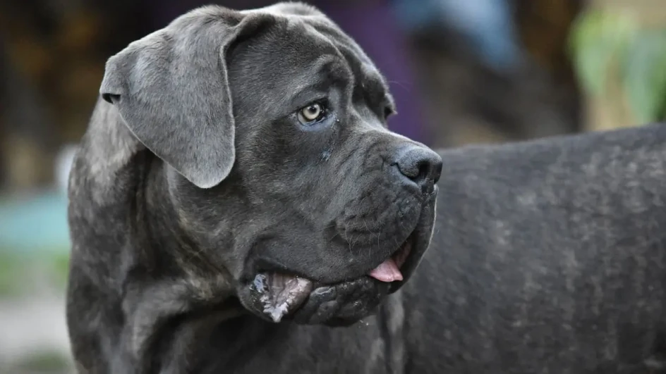 Pas rase cane corso napao i povrijedio dijete, uhapšen vlasnik iz Banjaluke