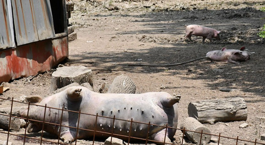 U Bijeljini traže radnike za utovar eutanaziranih svinja, evo kolika je dnevnica