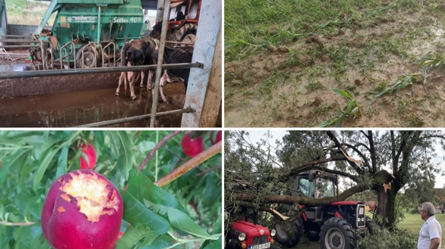 Uništeni usjevi, mehanizacija, isprepadana goveda: Zbrajaju se štete nezapamćene oluje