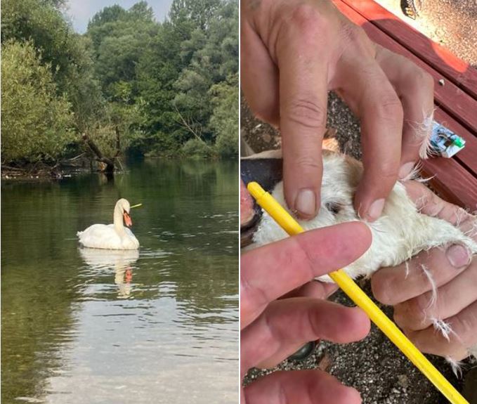 Tužan prizor s Ilidže: Labuda strelicom pogodili u glavu