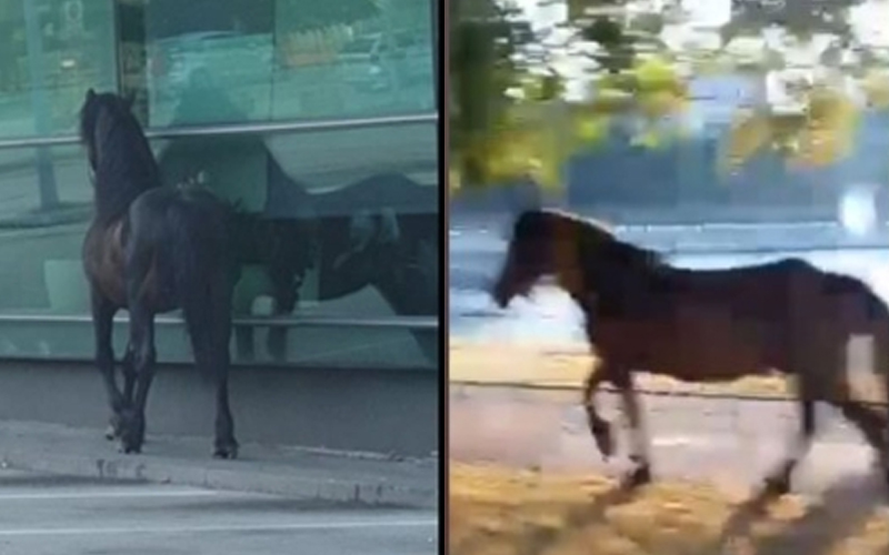 Nekom iz Zenice pobjegao konj. Pogledajte snimke