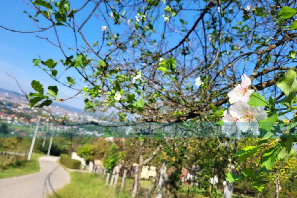 U banjalučkom naselju voće procvjetalo na pragu jeseni