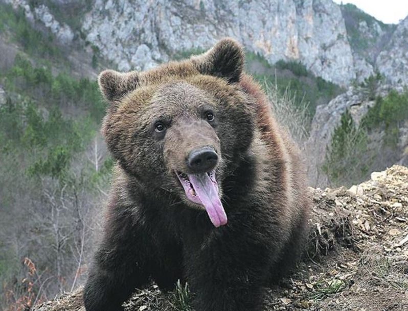 Medvjed u akciji: Voćnjak Muje pretrpio značajne gubitke, stabla polomljena