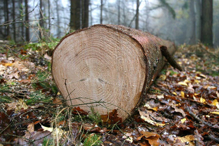 Stablo palo na drvosječu