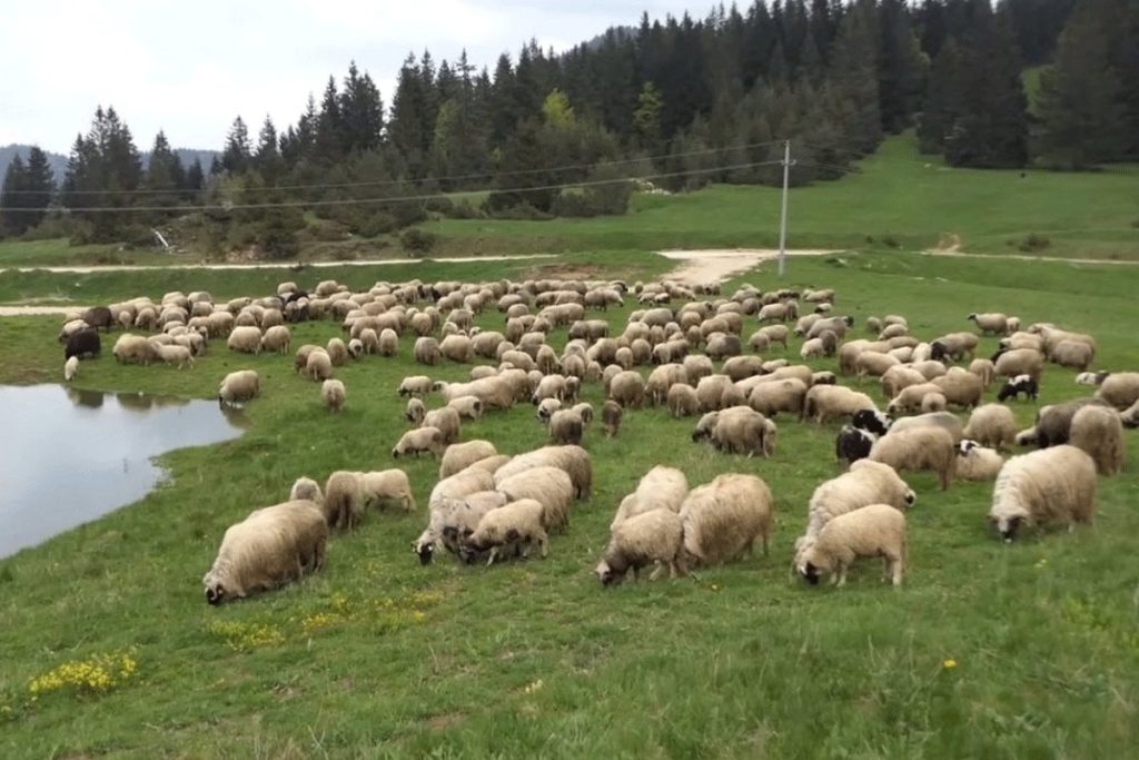 Brutalno pretučeni Mićo: Jedni su me držali, drugi udarali, nisam dobro