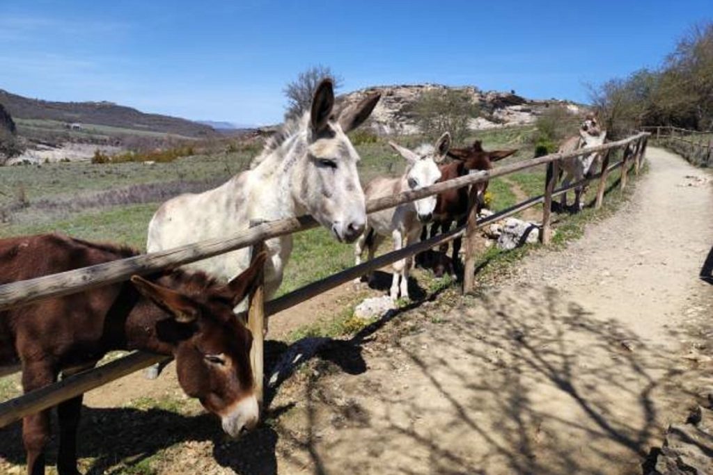 S balkona puškom pucao u magarce