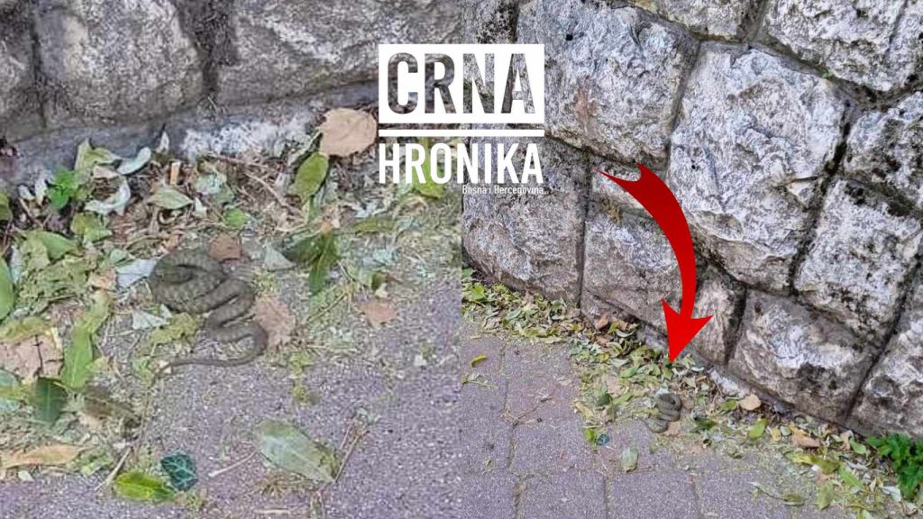 (FOTO) Zmija u Sarajevu izazvala paniku: Podsjeća na poskoka