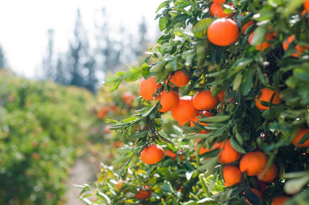 Dnevnica za berbu mandarina 50 eura