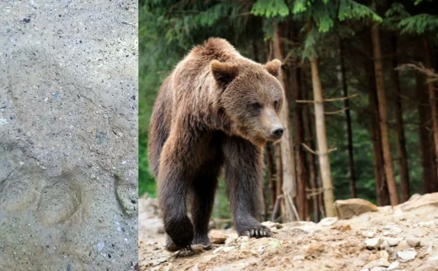 Medvjed primjećen u Sarajevu, mještani uznemireni: ‘Ne želimo da ga lovci ubiju’