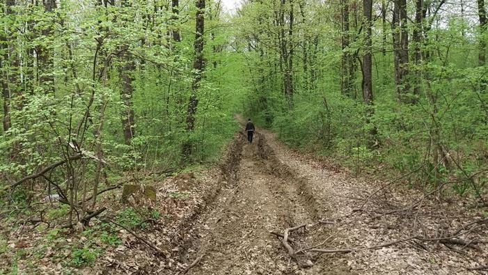 Tragedija kod Prnjavora: Muškarac stradao u šumi prilikom rušenja stabla