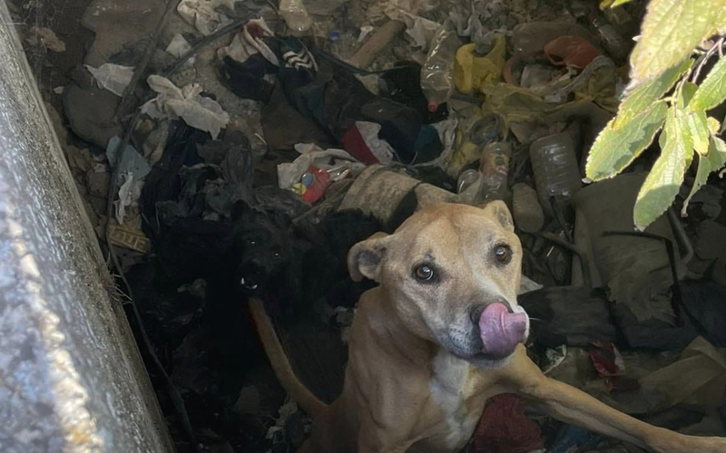 Neko bacio dva psa u veliki šaht, vatrogasci ih spašavali