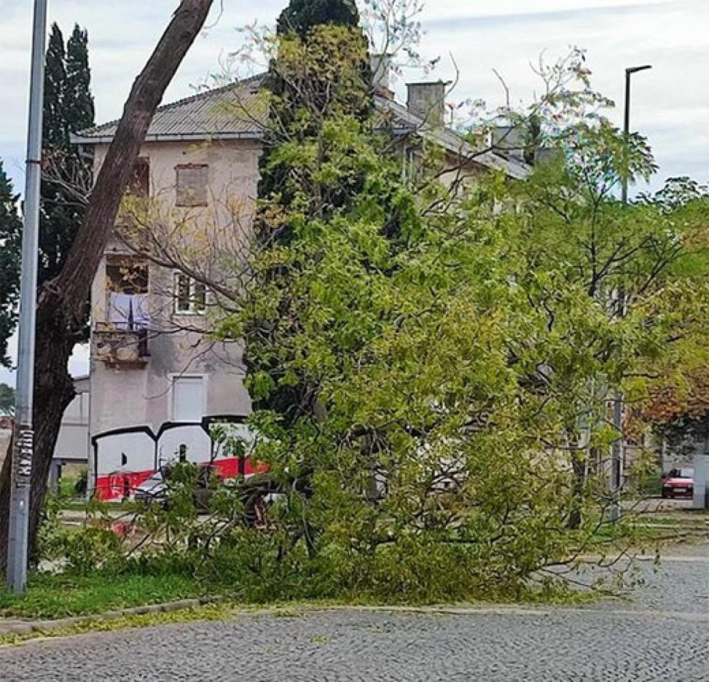 Drvo u Mostaru palo pod naletima jakog južnog vjetra