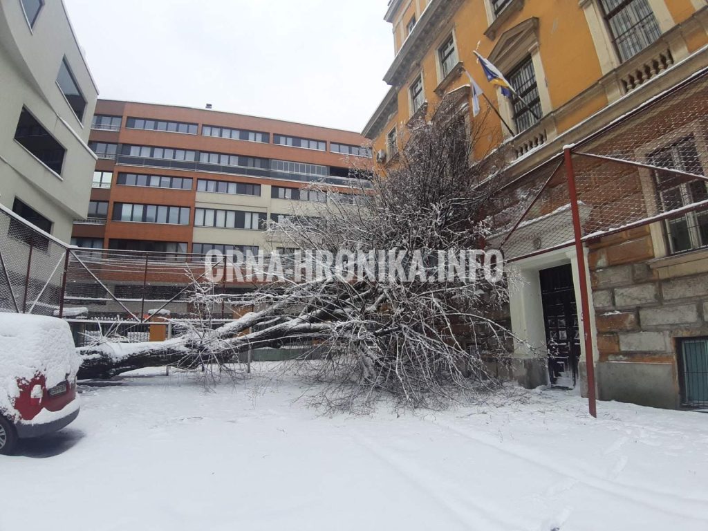 (VIDEO) Pogledajte kako je snijeg srušio drvo u sarajevskoj školi