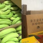 (VIDEO) U bananama pronađeno 2,6 tona kokaina visoke čistoće, bio namijenjen balkanskom kartelu