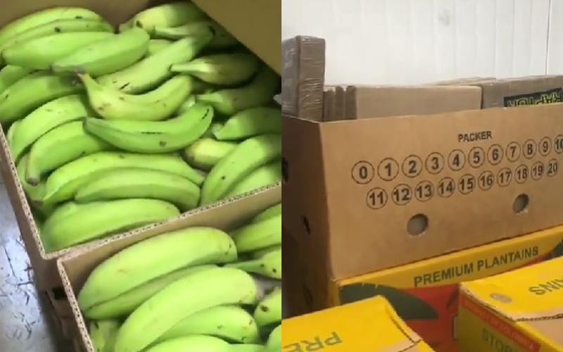 (VIDEO) U bananama pronađeno 2,6 tona kokaina visoke čistoće, bio namijenjen balkanskom kartelu