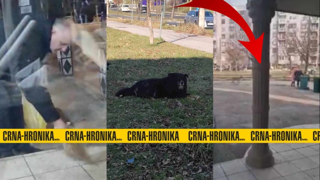 (VIDEO) Građani sarajevskog naselja ogorčeni: Neko namjerno hrani lutalice koje napadaju žene i djecu