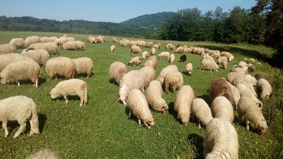 Dali mu na čuvanje 159 ovaca: Neće da ih vrati