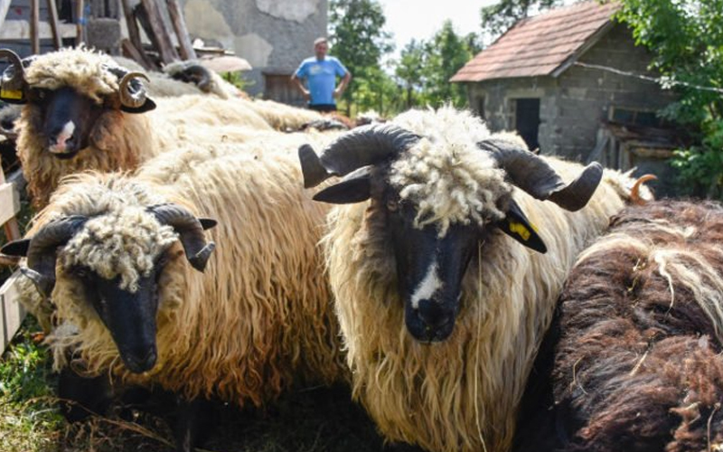 Pomozi.ba ima projekat “Kurban 2024.”, cijena za 50 KM niža nego kod Islamske zajednice