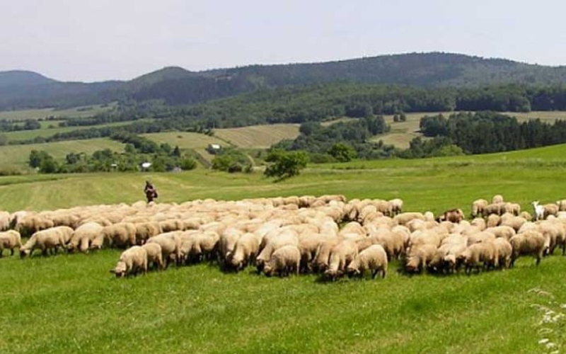 Prijavljen policiji: Muškarcu dato 159 ovaca na čuvanje, on ih sad ne želi vratiti