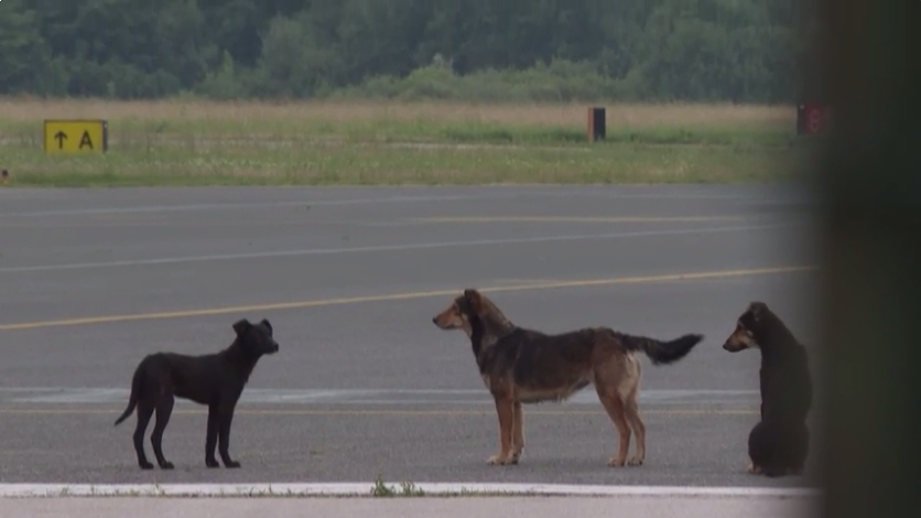 (FOTO) Gasi li se tuzlanski aerodrom: “Umjesto aviona na pisti psi lutalice”