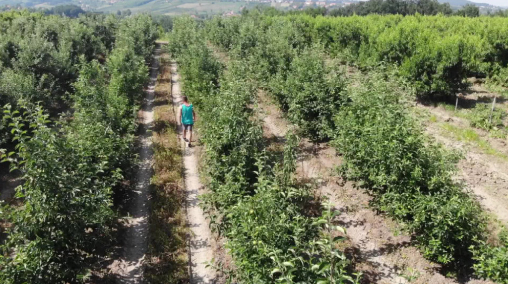 Grom udario dvojicu berača malina u Srbiji