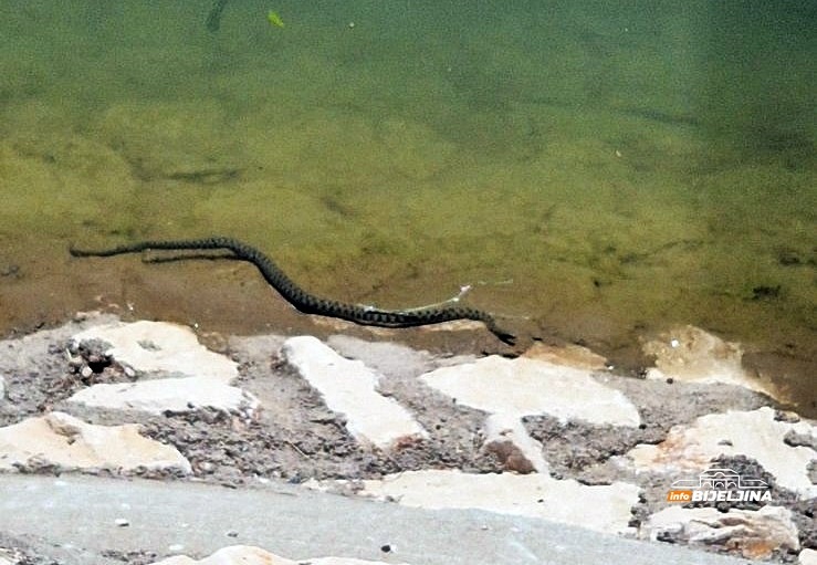 Vrućine natjerale čak i zmije da potraže osvježenje u Bijeljini