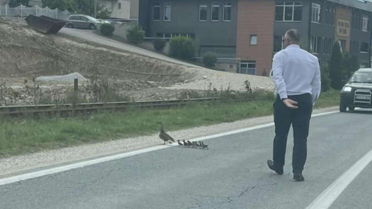 (VIDEO) Muškarac zaustavio saobraćaj u Vogošći kako bi patka i pačići sigurno prešli cestu