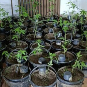 Akcija “Plantaža 2024” u Kozarskoj Dubici: Pronađena marihuana i zasad indijske konoplje