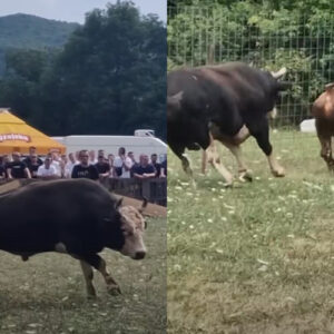 Drama na koridi u Posušju: Bik uletio u publiku, ljudi u panici bježali