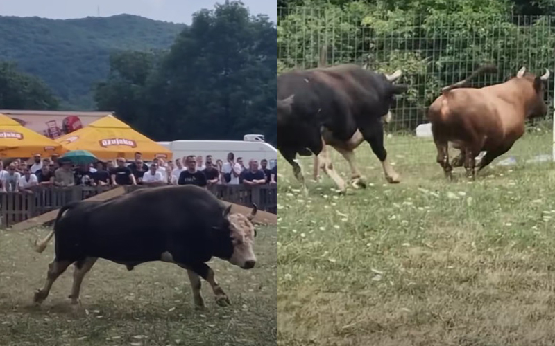 Drama na koridi u Posušju: Bik uletio u publiku, ljudi u panici bježali